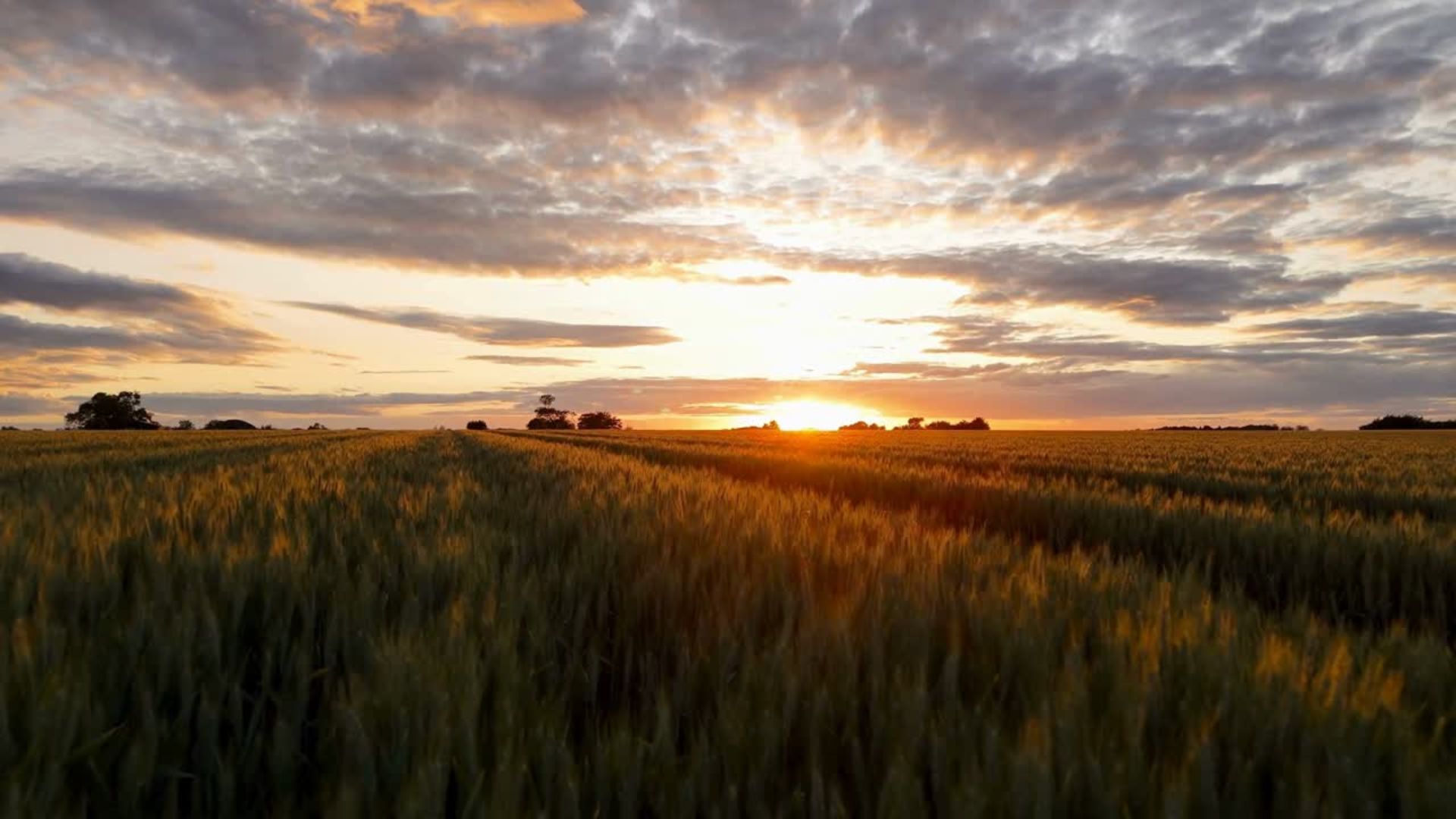 A golden sunset shines over a vast green field of tall grass or crops, with a dramatic sky filled with clouds and scattered trees in the distance.